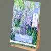 Bloembollen Camassia
