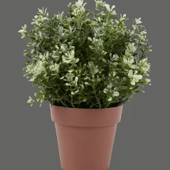 Kruidenplant in pot